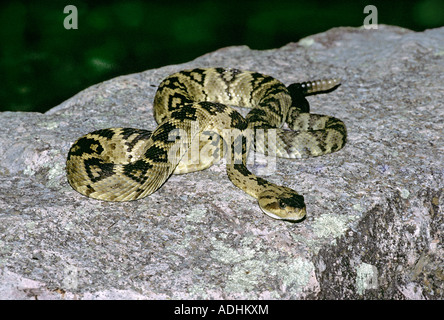 Nero-tailed Rattlesnake Crotalus molossus montagne Chiricahua Cochise County Arizona Stati Uniti può Foto Stock