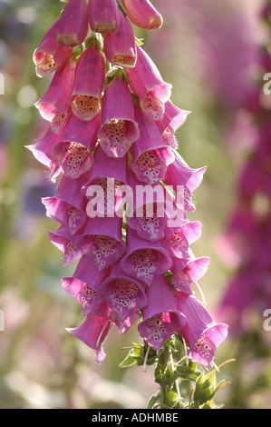 Foxglove Digitalis purpurea retroilluminato di fiori Foto Stock