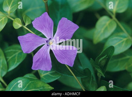 Maggiore pervinca Vinca principali Foto Stock