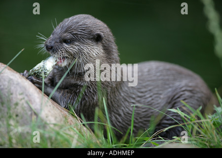 Oriental piccoli artigli Otter - Amblonyx cinereus Foto Stock