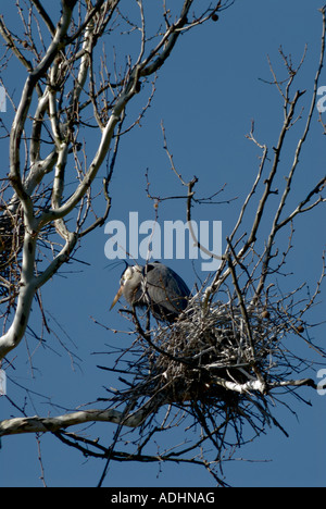 Airone blu nidificanti nel tree Cuyahoga Falls Ohio Foto Stock