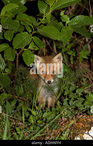 Una volpe rossa cub nella notte in dinarico foresta sul Javorniki in Slovenia Foto Stock