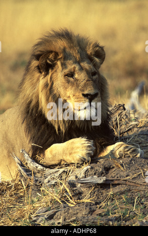 Maschio maturo lion Panthera leo Foto Stock