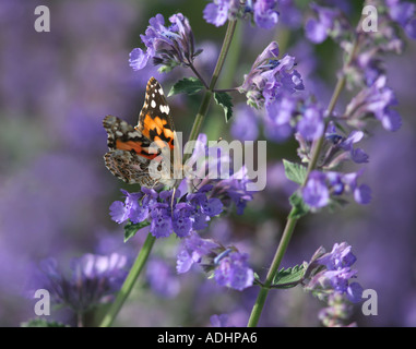 Nepitella walkers bassa nepeta x faassenii lippenblütler di menta e una farfalla monarca Northern Illinois Foto Stock