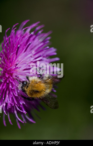Carda Bee (Bombus spp) un tipo di Bumble Bee - probabilmente Bombus pascuorum - Inghilterra REGNO UNITO - la raccolta di nettare e polline - Inghilterra Foto Stock
