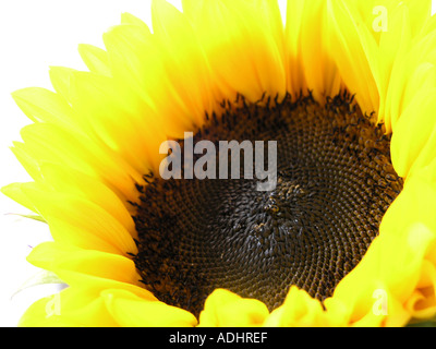 Girasole contro uno sfondo bianco Foto Stock