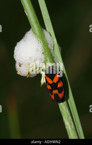 Tramoggia di rana Cercopis vulnerata con le ninfe in schiuma protettiva nota come il cuculo allo spiedo, posizione Nord Est Inghilterra Foto Stock