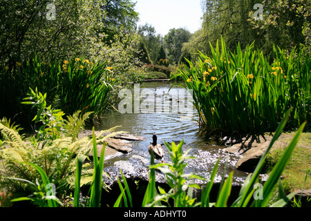 Lo stagno presso l'Isabella Plantation nel centro di Richmond Park di Londra Inghilterra Foto Stock