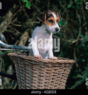 Jack Russell Terrier cucciolo nel Cestino bici Foto Stock