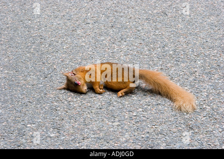 Scoiattolo rosso macchie nere" scoiattolo rosso road kill Scotland Regno Unito Foto Stock