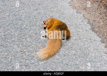 Scottish scoiattolo rosso road kill Scotland Regno Unito Foto Stock