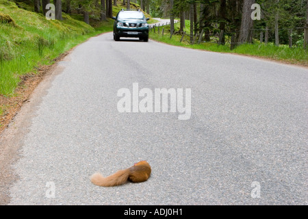Road kill morti Scottish scoiattolo rosso sulla strada delle Highland a Inverey, Braemar, Cairngorms National Park, Scotland Regno Unito Foto Stock