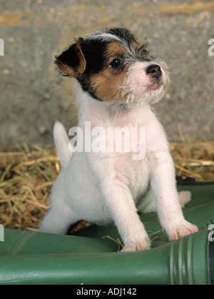 Jack Russell Terrier cucciolo Foto Stock