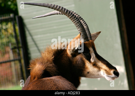 Antilope nera Foto Stock