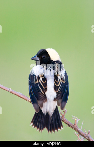 Bobolink Dolichonyx oryzivorus Appleton Swift County Minnesota Stati Uniti 30 Maggio maschio adulto Icteridae Foto Stock