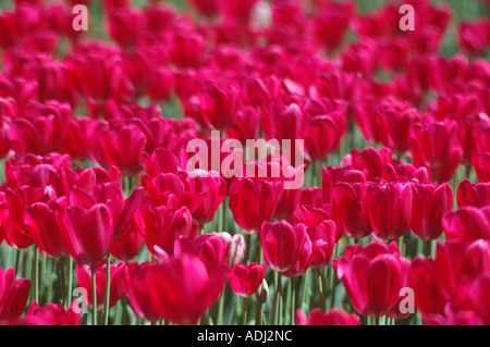 Rosso brillante tulipani nel giardino del display Foto Stock