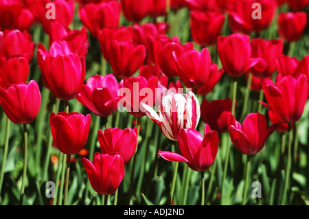 Le variegate tulip fiore nel campo dei fiori di colore rosso Foto Stock