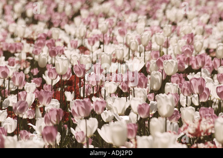 Mare di colore rosa e bianco tulipani nel giardino del display Foto Stock