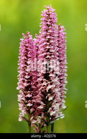 Southern Marsh Orchidee Dactylorhiza Praetermissa Foto Stock