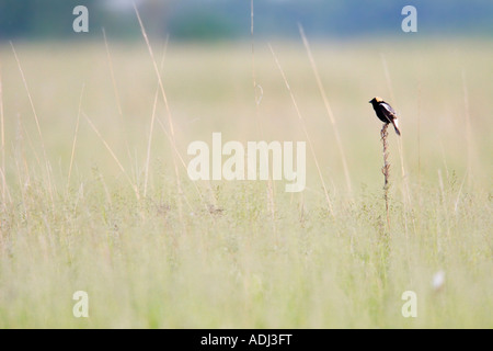 Bobolink maschio sul territorio di nidificazione in rari Minnesota Prairie. Foto Stock