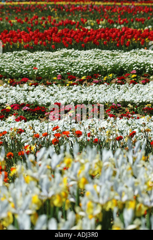 Campo di fiori misti iridi tulipani e papaveri Foto Stock