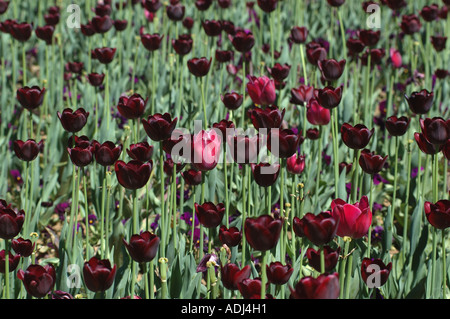 Rosso scuro viola i tulipani in un giardino di visualizzazione Foto Stock