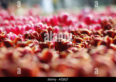 Campo di visualizzazione di tulipani giardino rosa marrone Foto Stock