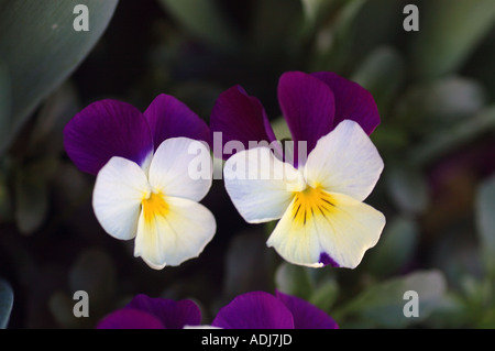 Wild Pansy Viola tricolore Foto Stock