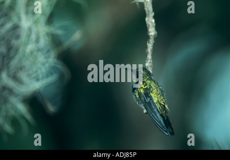 Antillean Mango Hummingbird Anthracothorax dominicus maschio Bosque Estatal de Guanica Puerto Rico USA Febbraio 2003 Foto Stock