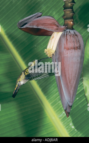 Antillean Mango Hummingbird Anthracothorax dominicus alimentazione maschio sulla banana blossom Luquillo Puerto Rico USA Febbraio 2003 Foto Stock