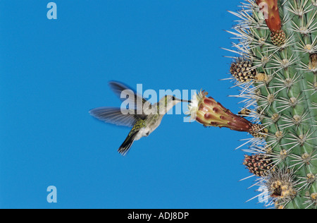 Antillean Mango Hummingbird Anthracothorax dominicus alimentazione femmina sul fiore di cactus Bosque Estatal de Guanica Puerto Rico USA Foto Stock