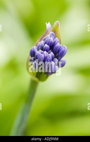 Agapanthus blu mezzanotte fiori emergenti dalla sua bud contro uno sfondo verde Foto Stock