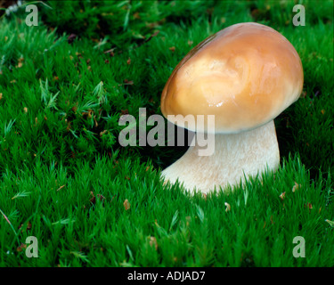 Giovani Cep o Penny Bun funghi selvatici Boletus Edulis cresce in MOSS Foto Stock