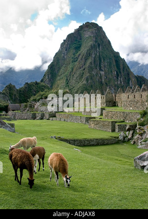 Llamas pascolando nella parte anteriore del picco iconico di Waynu Picchu, Machu Picchu, Perù Foto Stock