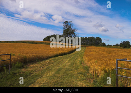 Paesaggio vicino grande Bardfield Essex, grano pronto per la mietitura Foto Stock