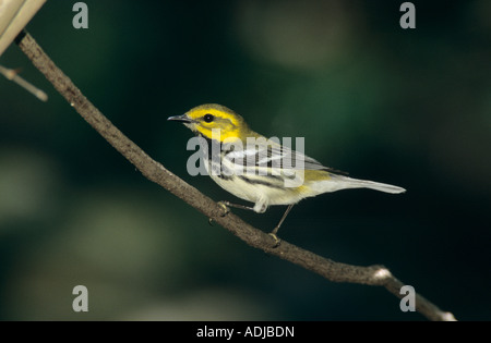 Nero-Verde throated Trillo Dendroica virens maschio di South Padre Island Texas USA Maggio 2005 Foto Stock