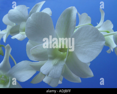 Orchid Dendrobium bianco su sfondo blu Foto Stock