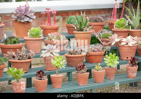 Succulenti in vasi di terracotta esposti su scaffali di legno all'aperto in estate Foto Stock