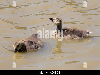 Canada Goose Goslings (Branta canadensis) Foto Stock