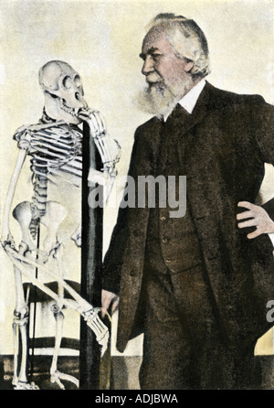 Il professor Ernst Haeckel con un'ancestrale scheletro umano a Jena circa 1900. Colorate a mano i mezzitoni di una fotografia Foto Stock