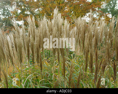 Miscanthus sinensis Rotsilber giardino ornamentale erba Foto Stock