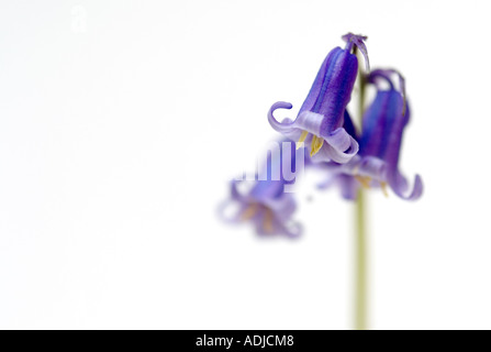 Hyacinthoides non scripta. Bluebells contro uno sfondo bianco Foto Stock