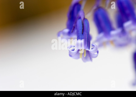 Hyacinthoides non scripta. Bluebells contro uno sfondo bianco Foto Stock