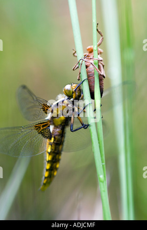 Libellula depressa. Ampio femmina corposo Chaser Dragonfly e esuvia sulle erbe palustri. Oxfordshire, Inghilterra Foto Stock