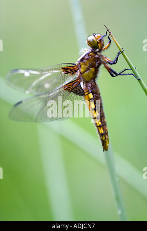 Libellula depressa. Ampio femmina corposo Chaser Dragonfly su erbe palustri. Oxfordshire, Inghilterra Foto Stock