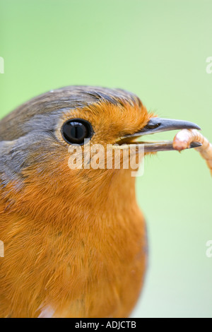 Robin testa piena di close-up con grub Foto Stock