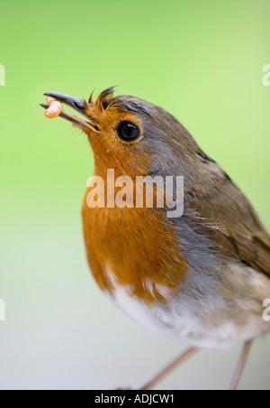 Robin ritratto con mealworm close-up Foto Stock