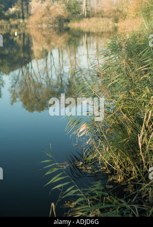 Vegetazione che cresce lungo il bordo di acqua Foto Stock