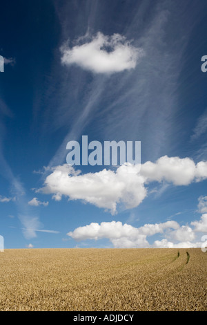 Campo di grano e un blu cielo molto nuvoloso in Oxfordshire campagna. Regno Unito Foto Stock