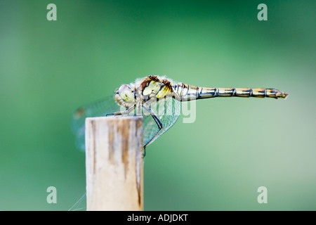 Sympetrum striolatum . Comune Femmina Darter dragonfly su un vecchio di canna di bambù in un giardino inglese
